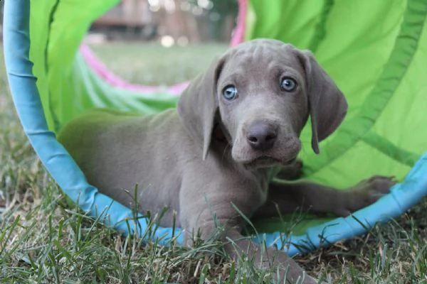 disponibili bellissimi cuccioli di weimaraner | Foto 3