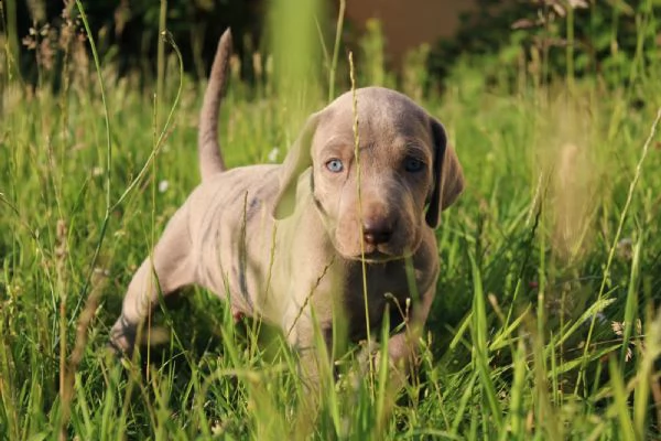 disponibili bellissimi cuccioli di weimaraner | Foto 2