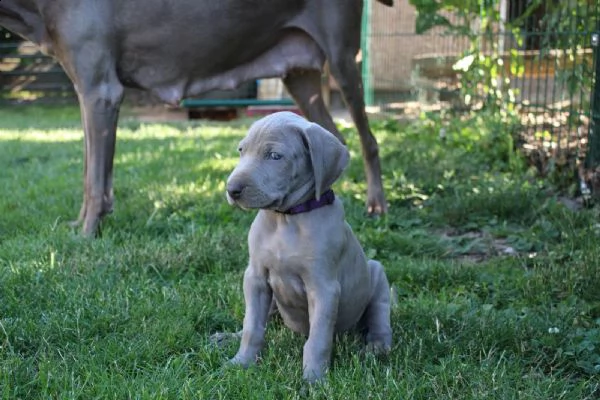 disponibili bellissimi cuccioli di weimaraner | Foto 1