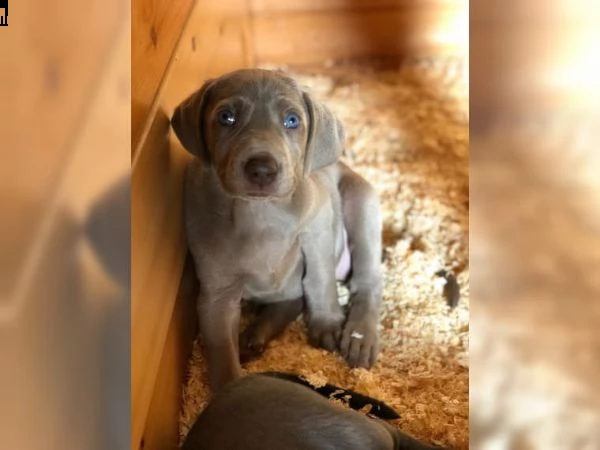 disponibili bellissimi cuccioli di weimaraner | Foto 0