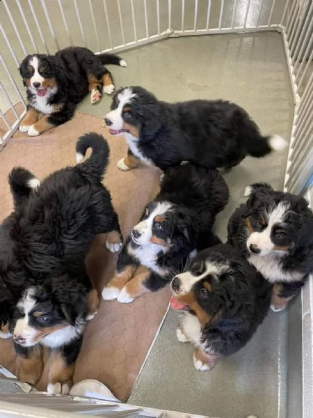 cuccioli di bovaro del bernese alta genealogia