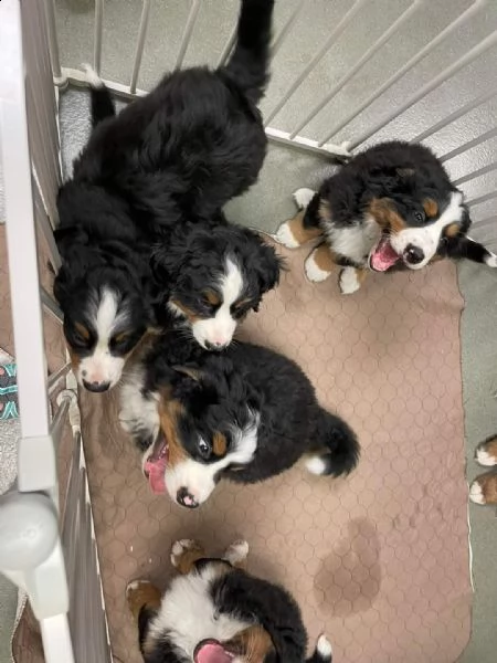 cuccioli di bovaro del bernese alta genealogia | Foto 0