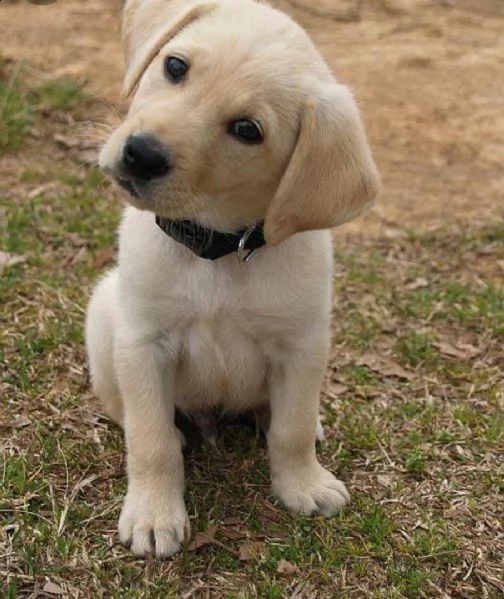 regalo bello labrador cuccioli maschi e femmine