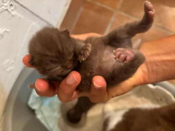 British Shorthair