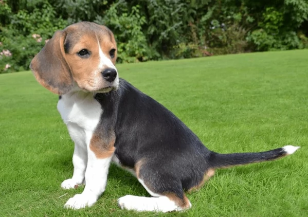 bellissimi beagle maschi e femmine puri che cercano casa per sempre