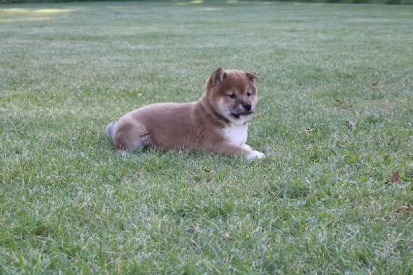 cuccioli shiba inu | Foto 6