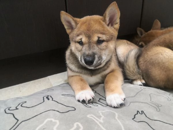 cuccioli shiba inu | Foto 5