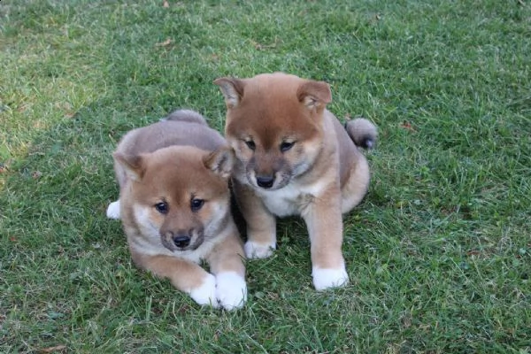 cuccioli shiba inu