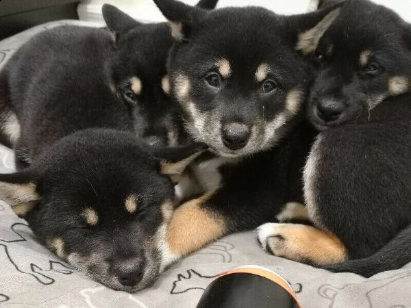 cuccioli shiba inu | Foto 3