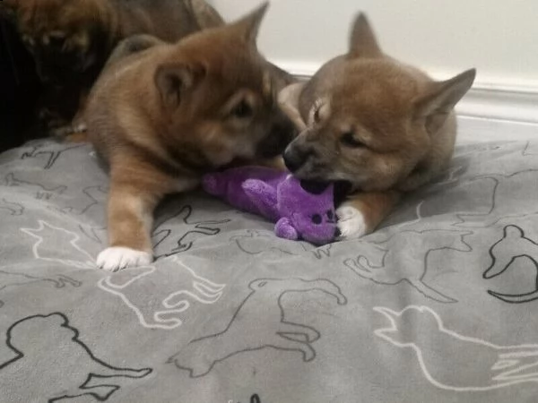 cuccioli shiba inu | Foto 1