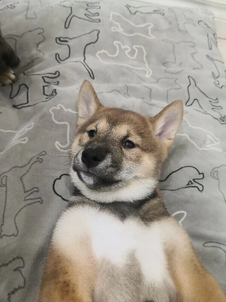 cuccioli shiba inu | Foto 0