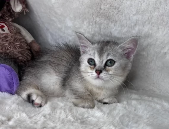 disponibili munchkin bellissimi gattini