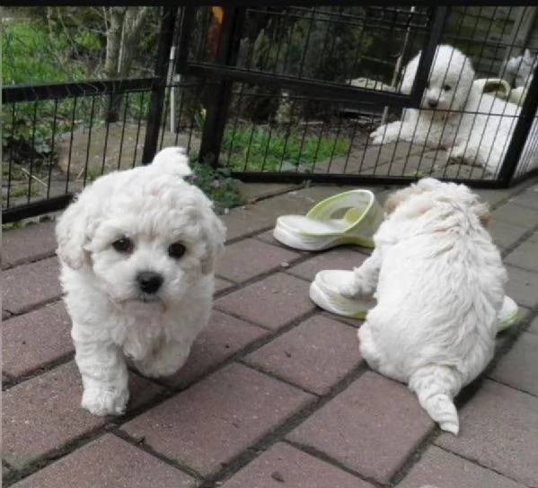 regalo dolci cuccioli cane bichon frise per l'adozione