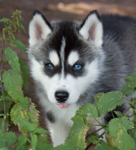 adorabile siberian huski in cerca di famiglia | Foto 1