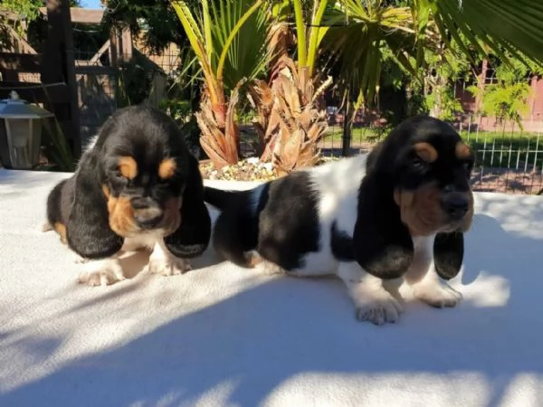 4 meravigliosi cuccioli di bassethound maschio e femmina | Foto 2