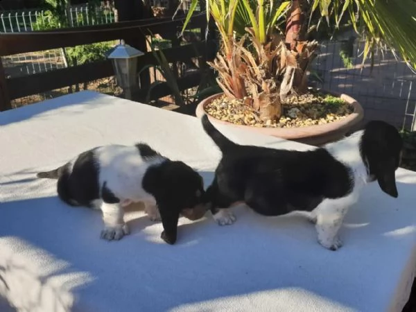 4 meravigliosi cuccioli di bassethound maschio e femmina