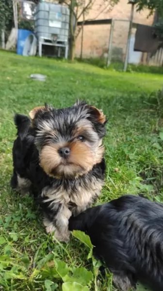 cuccioli di yorkshire terrier disponibili | Foto 5