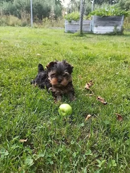 cuccioli di yorkshire terrier disponibili | Foto 4