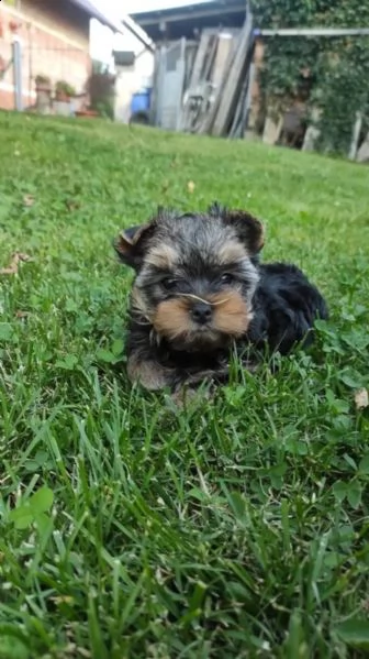 cuccioli di yorkshire terrier disponibili | Foto 3