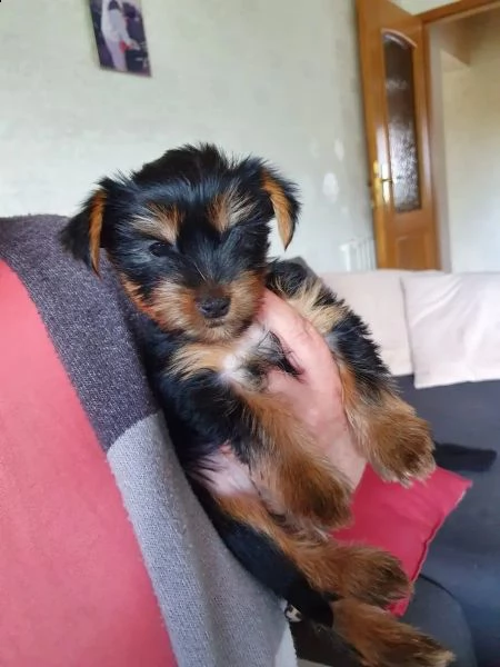 cuccioli di yorkshire terrier disponibili | Foto 2