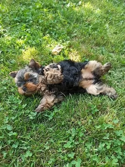 cuccioli di yorkshire terrier disponibili