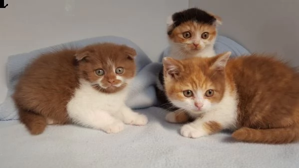 gattino scottish fold disponibili in regalo