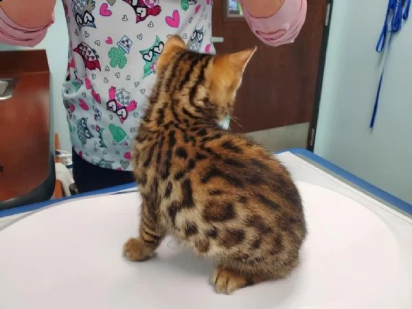 gatto coppia di gattini 3 mesi!!! | Foto 0