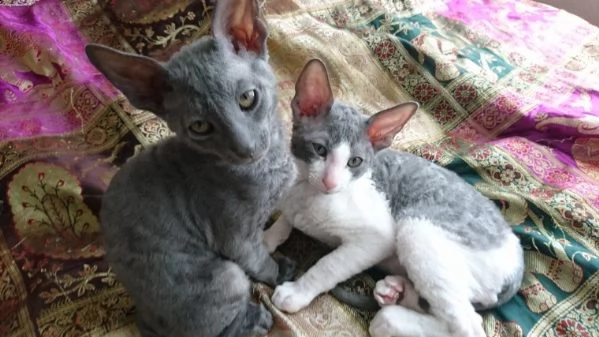 bellissimi gattini cornish rex in regalo