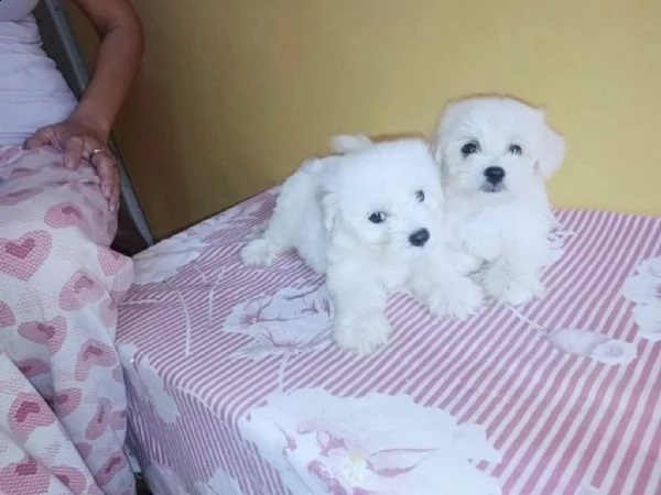 due cuccioli di maltese