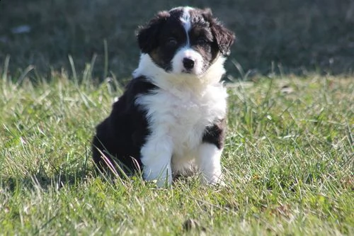 cuccioli di border collie femminucce e maschietti disponibili per l'adozione gratuita 