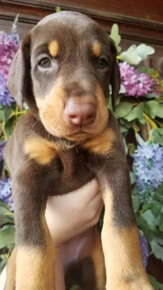 regalo adorabili cuccioli  dobermann  femminucce e maschietti  gratuita 