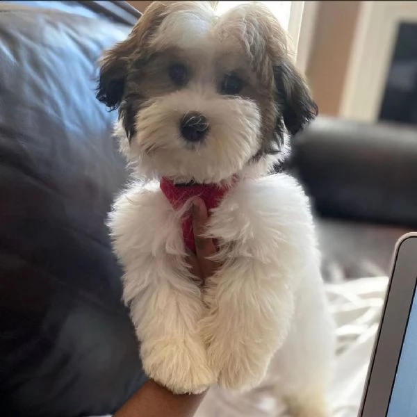  regalo havanese cuccioli meravigliosi !