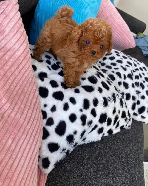 cuccioli di barboncino pronti o nuove famiglie.