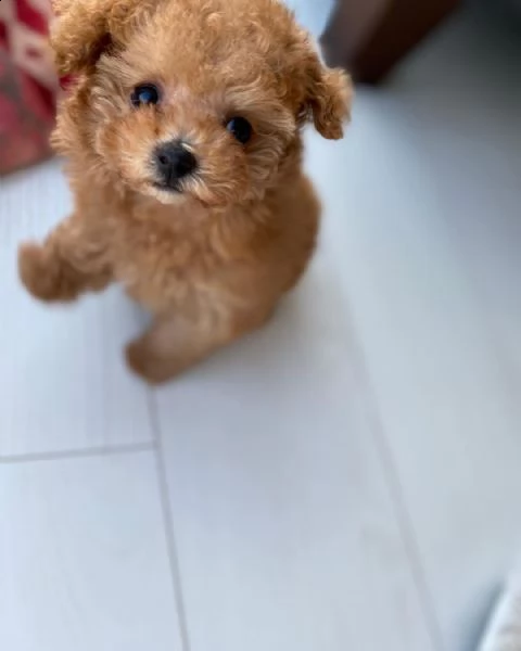 cuccioli di barboncino pronti o nuove famiglie. | Foto 0