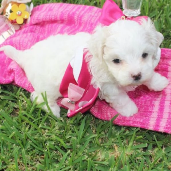 adorabili cuccioli maltese  femminucce e maschietti disponibili 