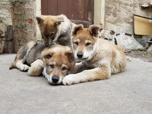 cuccioli di cane lupo cecoslovacco | Foto 1