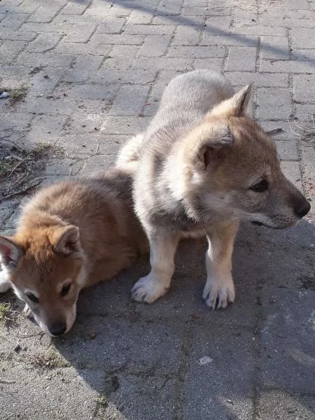 cuccioli di cane lupo cecoslovacco | Foto 0