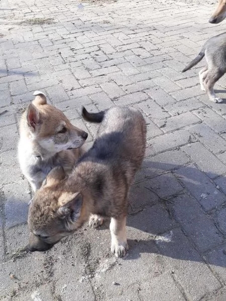 cuccioli di cane lupo cecoslovacco