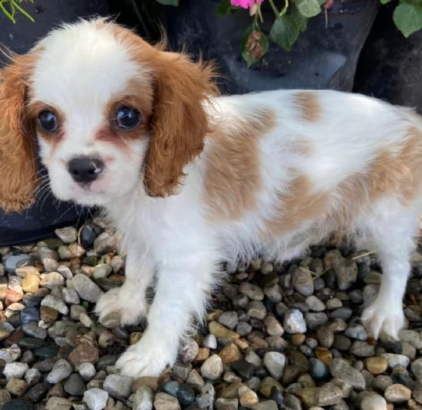 regalo cavalier king cuccioli meravigliosi  !