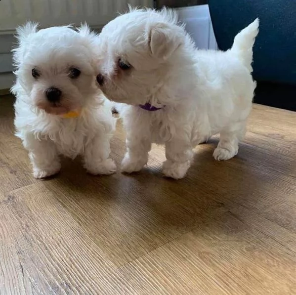 cucciolo abbiamo bellissimi cuccioli maltesi