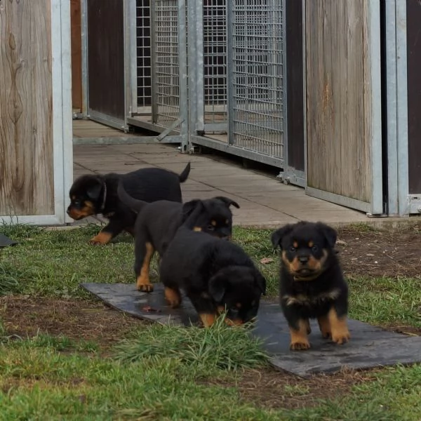 splendida cucciolata di rottweiler addestrata in casa | Foto 6