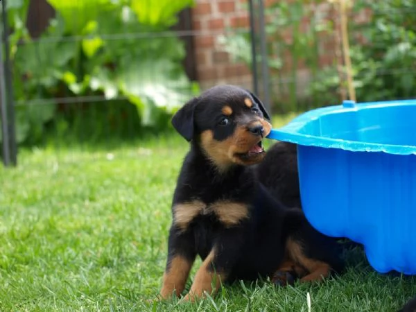 splendida cucciolata di rottweiler addestrata in casa | Foto 5