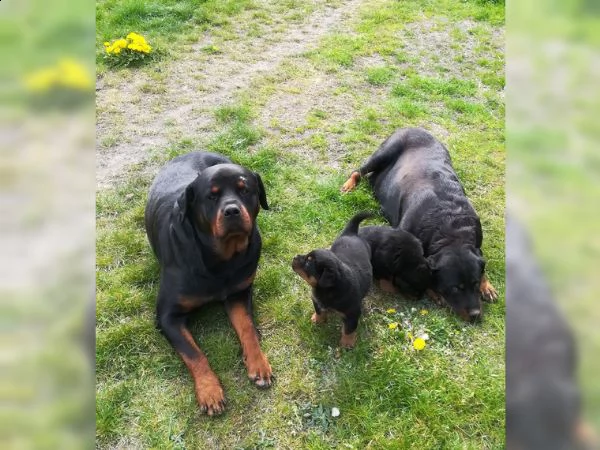 splendida cucciolata di rottweiler addestrata in casa | Foto 4