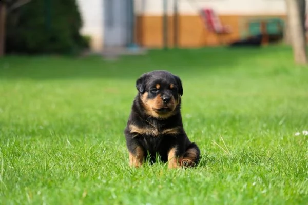 splendida cucciolata di rottweiler addestrata in casa | Foto 3