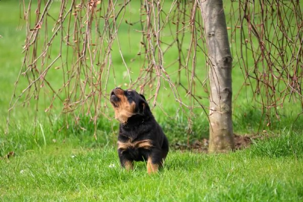 splendida cucciolata di rottweiler addestrata in casa | Foto 2