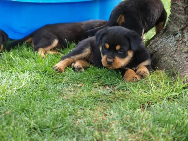 splendida cucciolata di rottweiler addestrata in casa