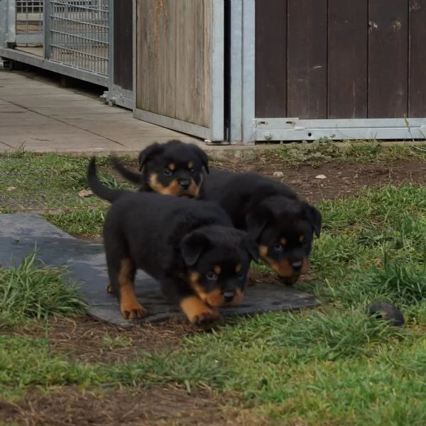 splendida cucciolata di rottweiler addestrata in casa | Foto 1