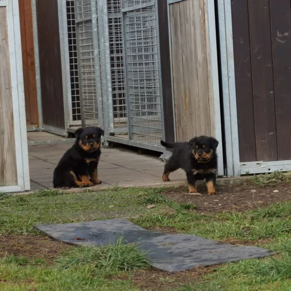 splendida cucciolata di rottweiler addestrata in casa | Foto 0