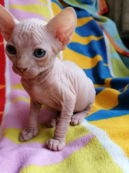 bellissimo gattino maschio sphynx per regalo