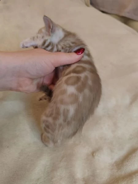 ❤️❤️regalo gattino del bengala❤️❤️ | Foto 0